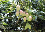 化州播扬镇广文批发部