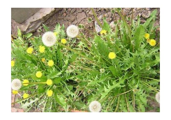 蒲公英亩产效益是多少，未来价格行情会如何走势？