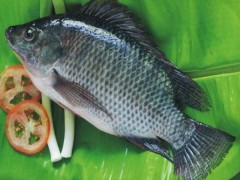 化州播扬养殖罗非鱼产业获得突破 致富之路不用愁